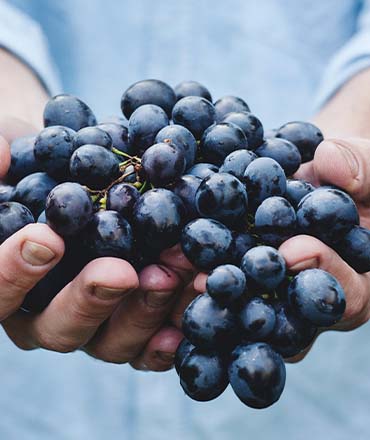Druivensoorten in wijn: Welke past het best bij jouw smaak?